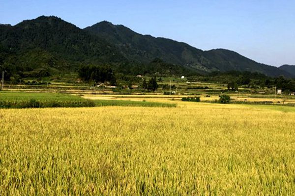 宿州市全面部署秸秆综合利用与禁烧工作 构建全链条治理体系