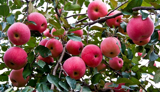 陕西洛川：红苹果长出“金苹果”，聚焦链式思维引领产业高质量发展