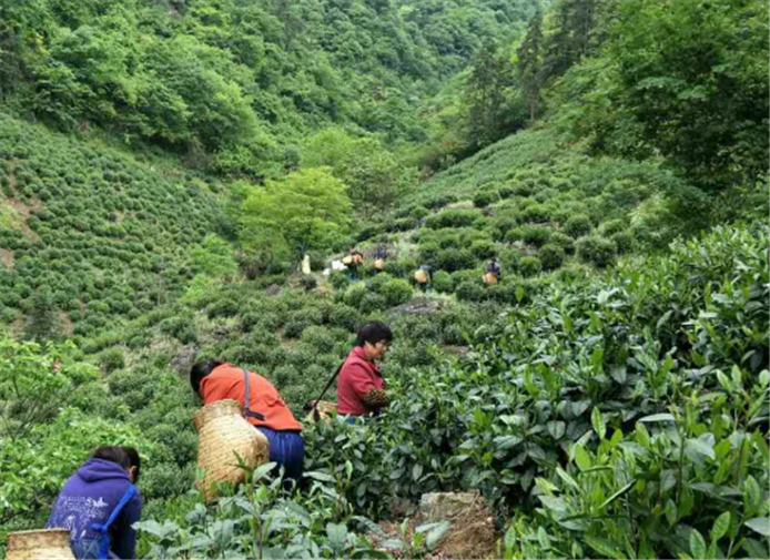 江西省农业农村厅关于公开征求《江西省茶产业发展条例（征求意见稿）》意见的通知