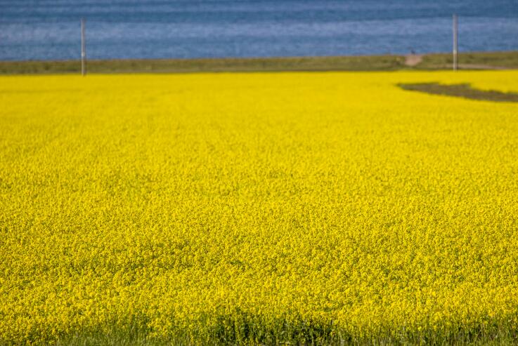 全国农技中心组织召开油菜播栽进度技术会商